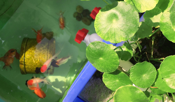 周轉箱做魚缸養魚？真是驚呆我和我的小伙伴