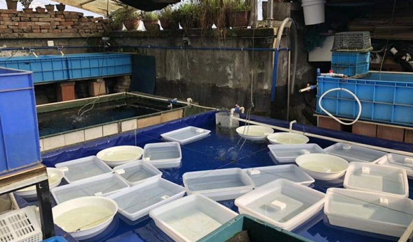 周轉(zhuǎn)箱做魚缸養(yǎng)魚 周轉(zhuǎn)箱做魚缸養(yǎng)魚