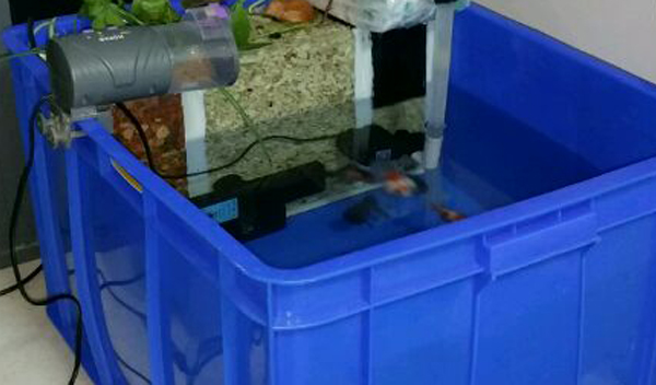 周轉(zhuǎn)箱做魚缸養(yǎng)魚 周轉(zhuǎn)箱做魚缸養(yǎng)魚