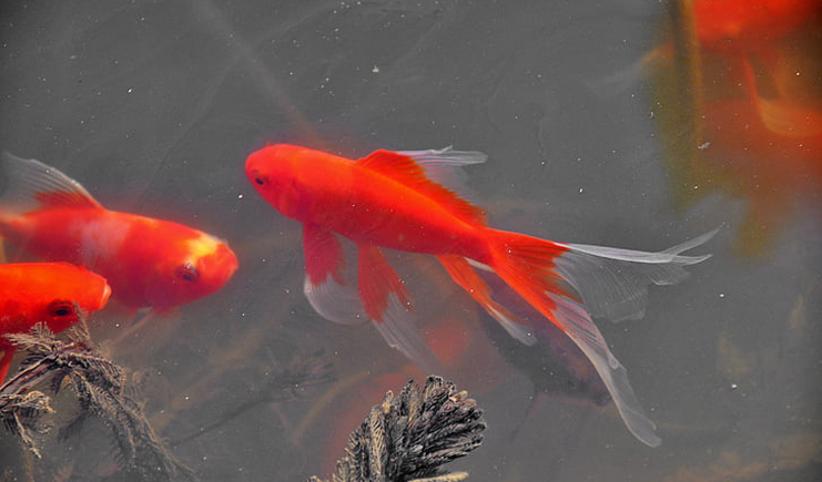 周轉箱養魚靠譜嗎?怕漏水看這里 周轉箱養魚靠譜嗎?怕漏水看這里