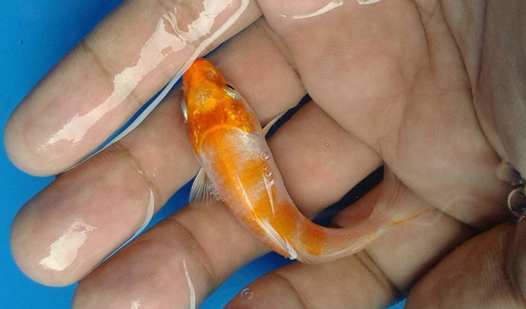 周轉箱養魚靠譜嗎?怕漏水看這里 周轉箱養魚靠譜嗎?怕漏水看這里