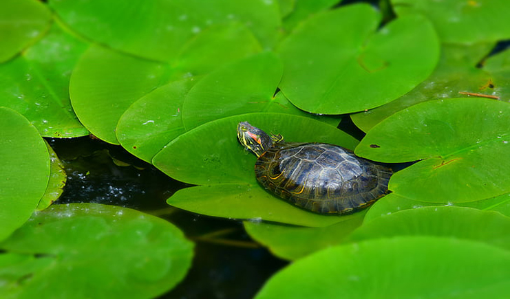 養龜周轉箱買白色還是藍色？它顏色的秘密是？